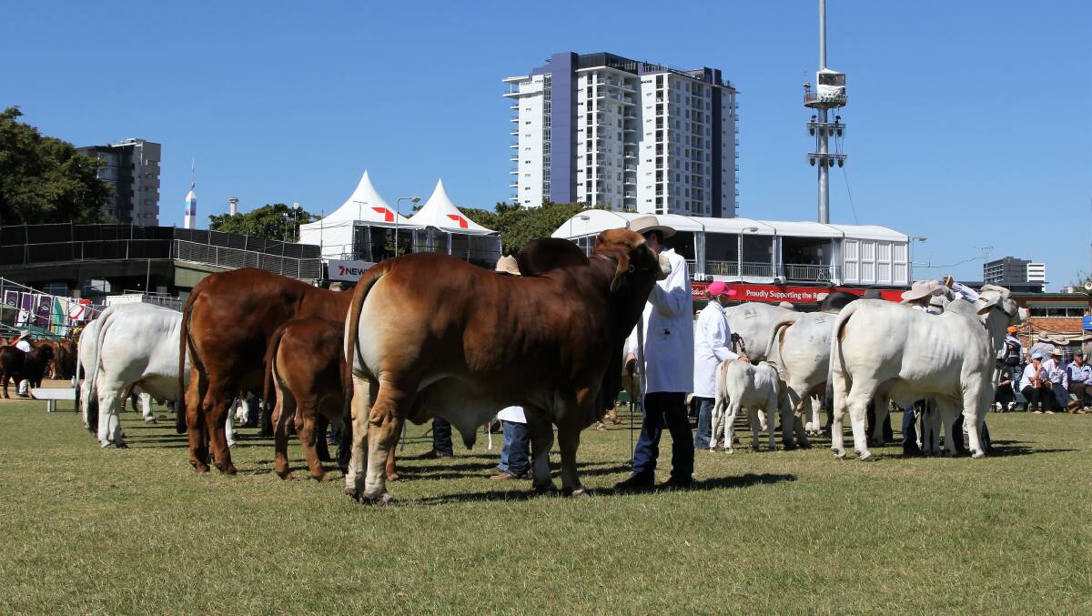 Brahmans were one of 14 breeds competing on Thursday morning. Picture: Sally Cripps