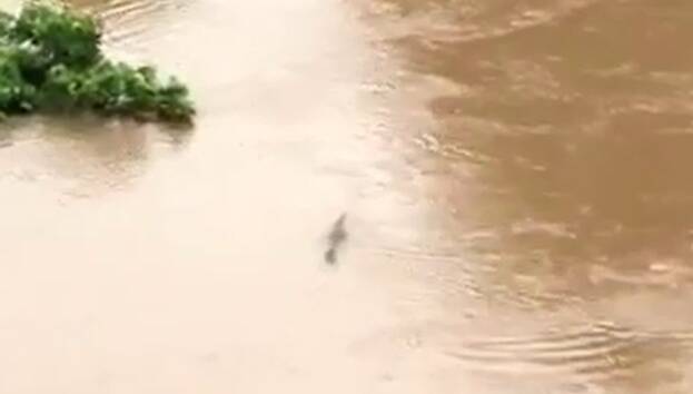 Crocs on the move | Video