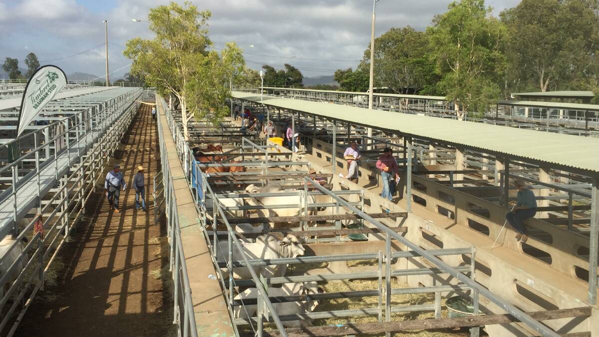 The February All Breeds sale is underway at Gracemere.
