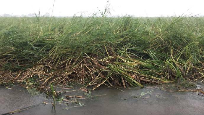 Cane at Proserpine is looking battered and bruised.