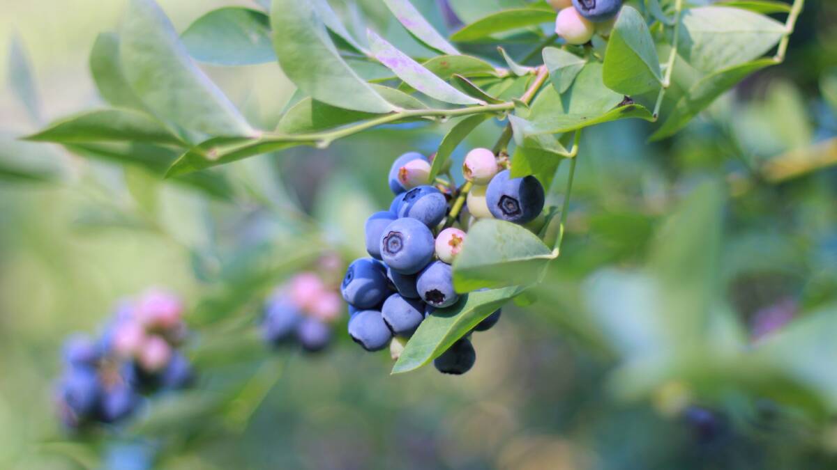 Blueberries hit Indian shelves; wait continues for China