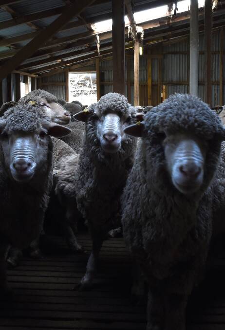 Caution: The VFF wants safeguards to prevent the costs of sheep eID rising. 