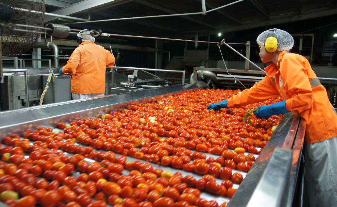 Quality control at Kagome's Echuca, Victoria processing plant - Australia's last major tomato processor.