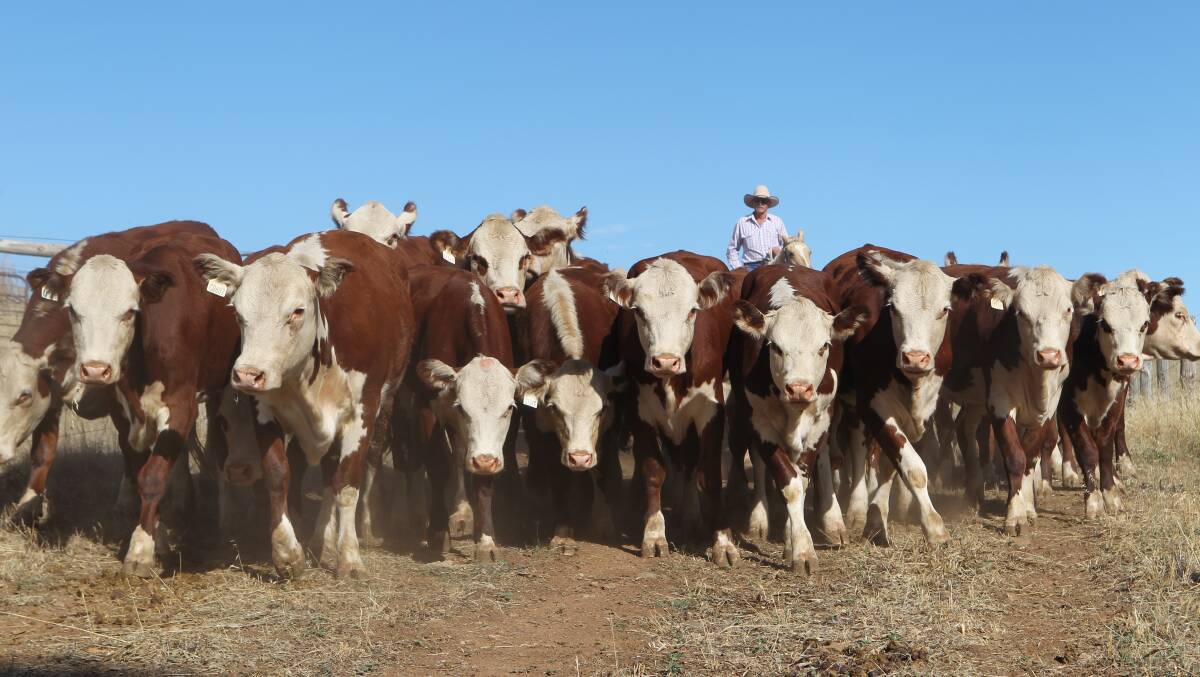 The Herd of Hope in the Barossa Valley - before it made its journey to Sydney this week. Photo: Carla Wiese-Smith