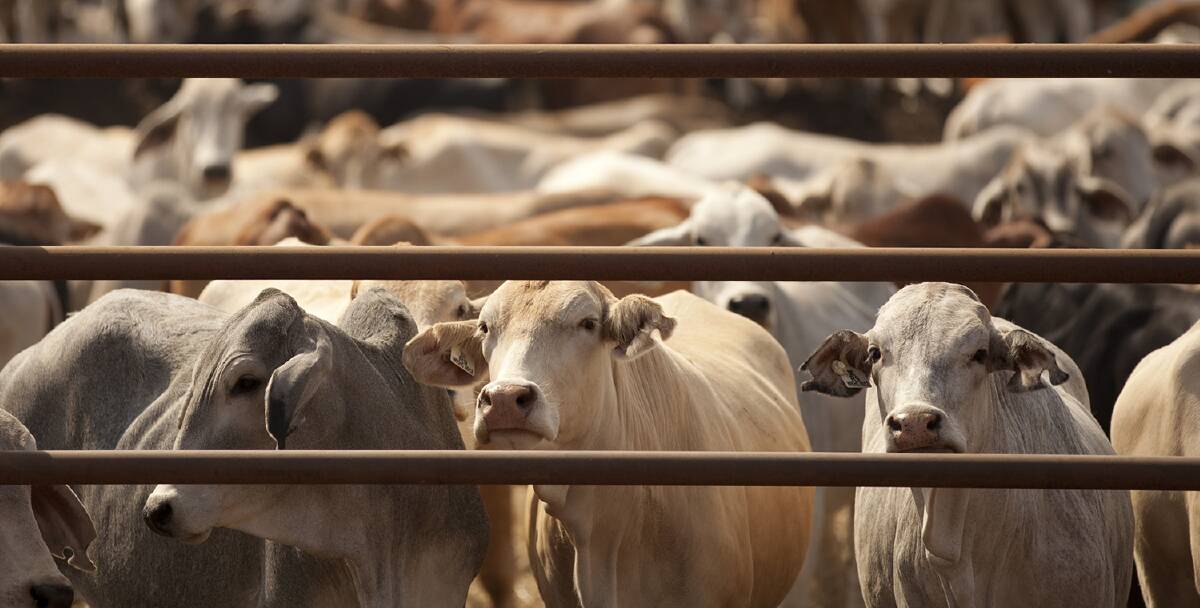 The Department of Agriculture announced the members of a live export technical advisory committee today.