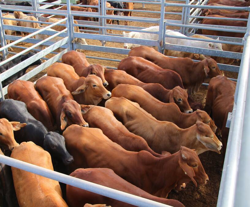 A full field of buyers at Emerald on July 13 kept cattle prices at the firmer end of the market or even a little improved on last week’s sale.