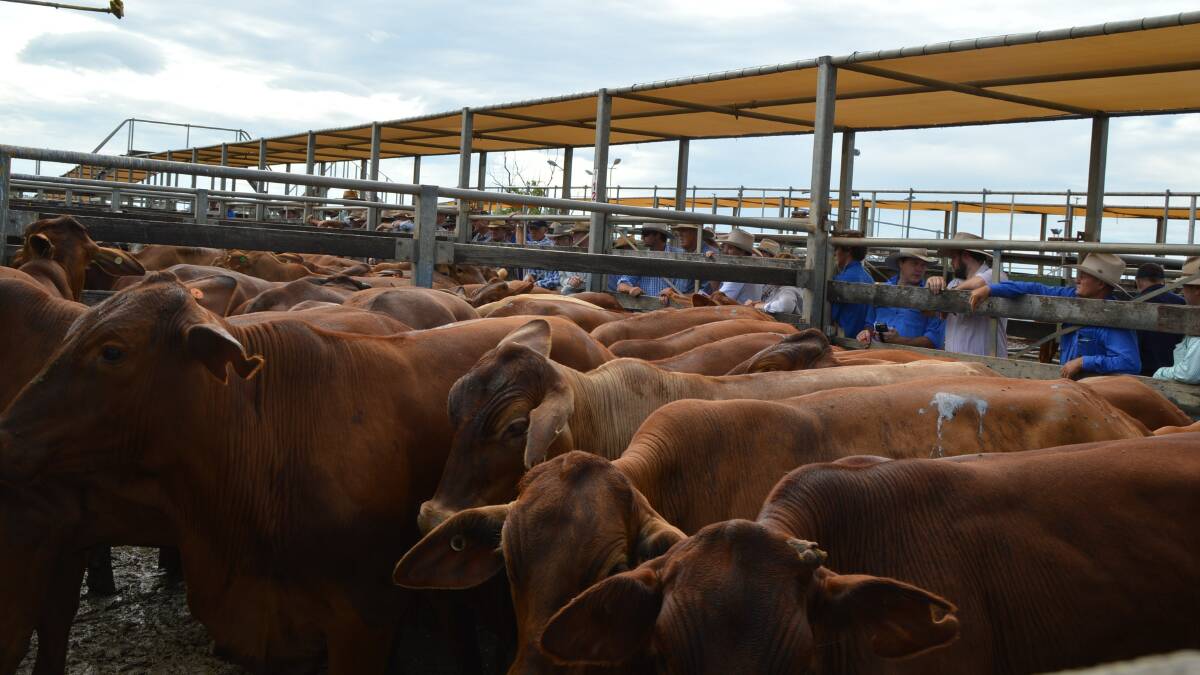 A total yarding of 678 head of cattle came together at Roma’s Prime sale with the
usual buyers in attendance and cattle coming from as far as Tambo.