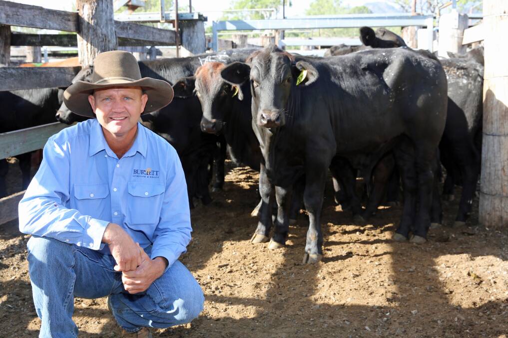 Burnett Livestock and Realty's Lance Whitaker with a pen of Angus cross weaner steers on account of Richard Reynolds, Gin Gin. The steers sold for 374.2c/kg or $949/head.