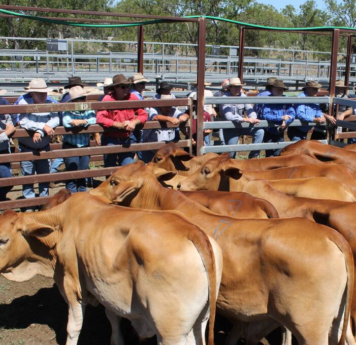 Neville and Jenny Keitley sold a quality run of No6 Droughtmaster cross steers selling from 363c to 368c to average 364.6c or $987 at Monto's Fat and Store sale.