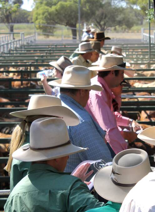Roma’s prime sale yarded 848 head of cattle on Thursday, November 23. Steers over 550kg sold to 286c and averaged 277c, while steers in the 400-550kg sold to 280c.