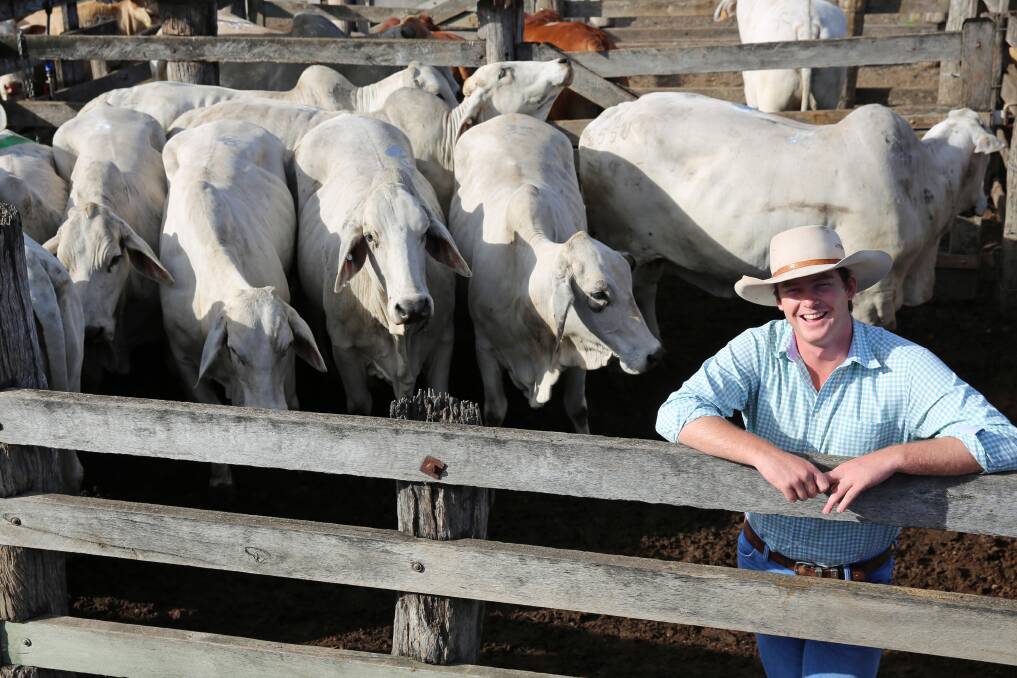 Teys Australia buyer Angus Brodie with a pen of Brahman cows on account of E Kirk & Co, Gayndah. The cows sold for 222.2c/kg or $1361.