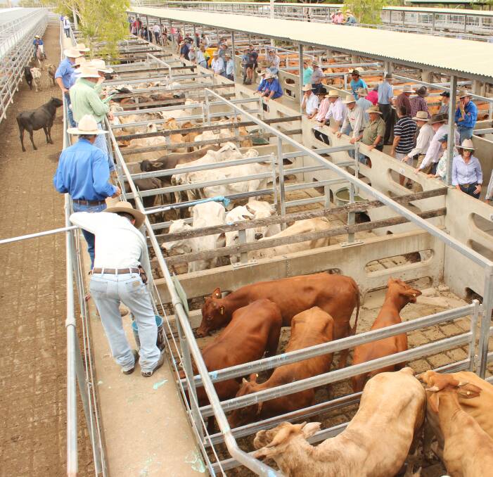 The overall market remained firm at Gracemere on January 20 compared to last week’s sale.  The yarding totalled 1920 head comprising 680 steers, 885 heifers, 285 cows, 65 cows and calves and 5 bulls.