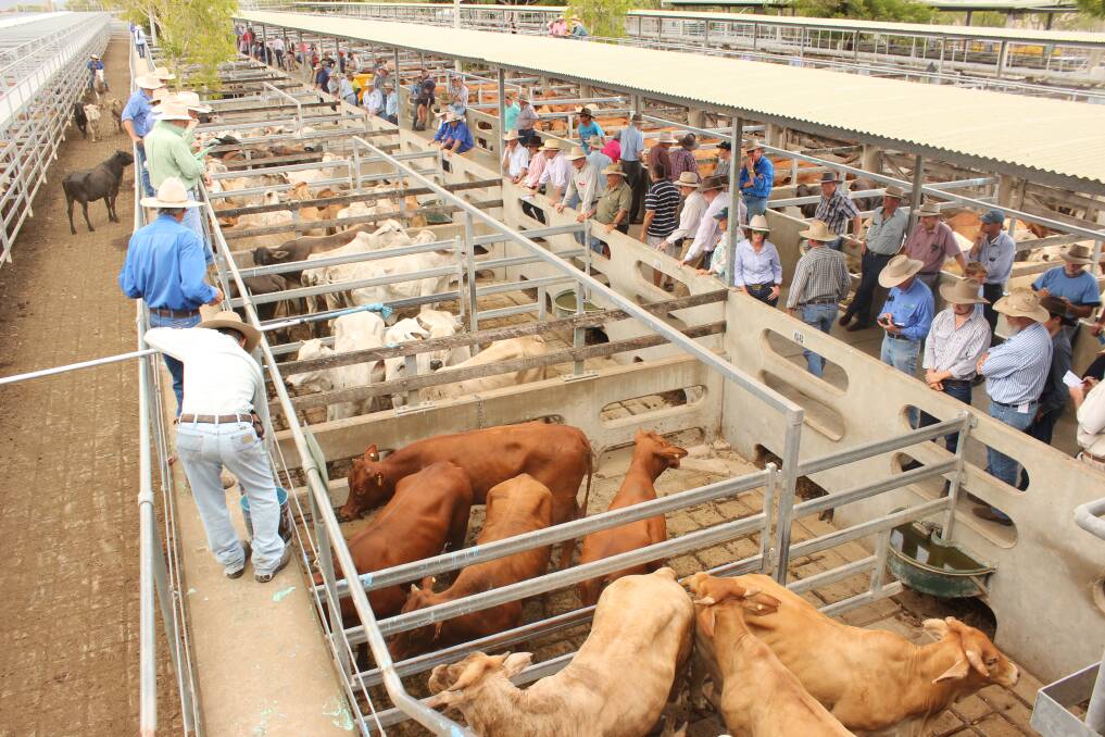 Prices eased slightly at Gracemere on last week’s rates for most categories today as cattle are starting to show the effects of the deteriorating season.