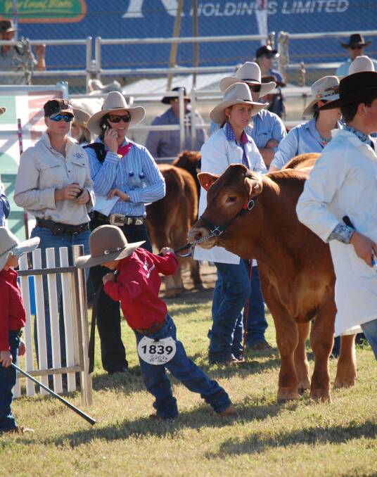TAKE CHARGE: Six-year-old Riley Eagleson, Murgon gets the job done at Beef 2015. While competing in the led steer competition Riley encountered a little resistance.