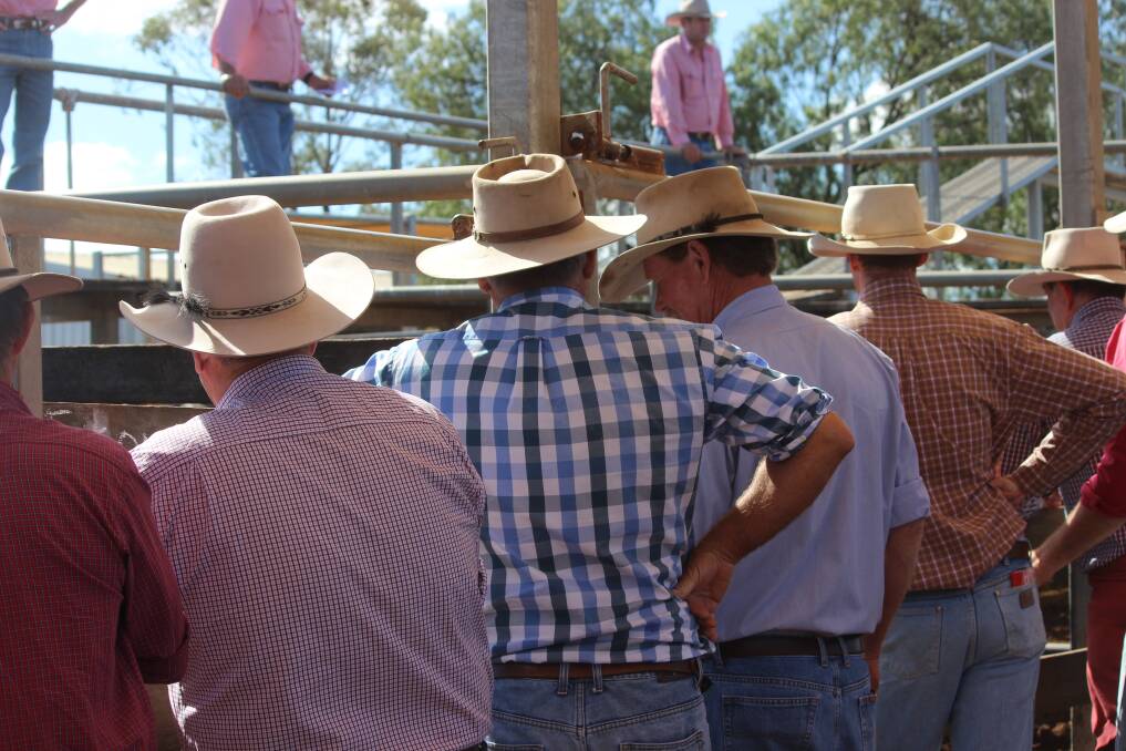 Gracemere sale cattle were drawn from Collinsville and Bowen in the North, Miriam Vale in the south and local areas in between.