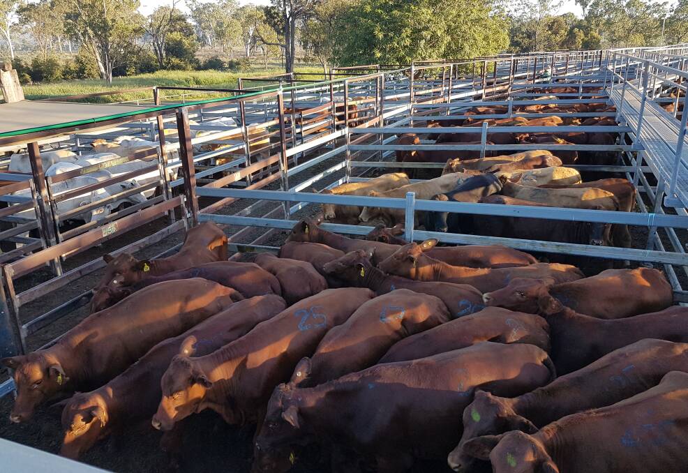 Monto Cattle and Country yarded 788 head at their fortnightly fat and store sale with both prime and store cattle prices increasing from previous sale.
