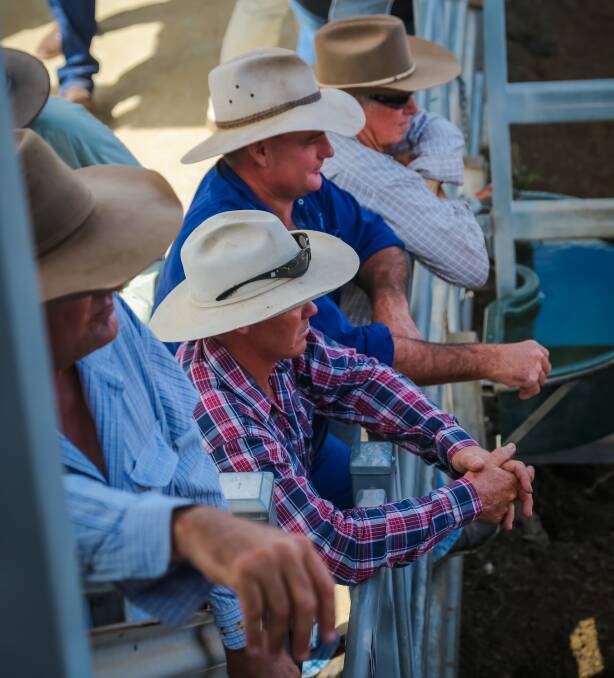 Cattle were drawn north to Collinsville, south to Taroom and all local areas. Competition was strong due to a full gallery of buyers with young cattle easing slightly due to the dry conditions. 