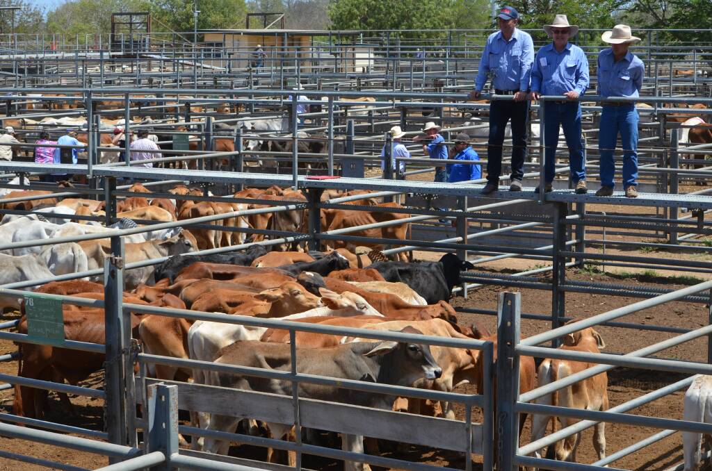 Bullocks to 260c at Charters Towers
