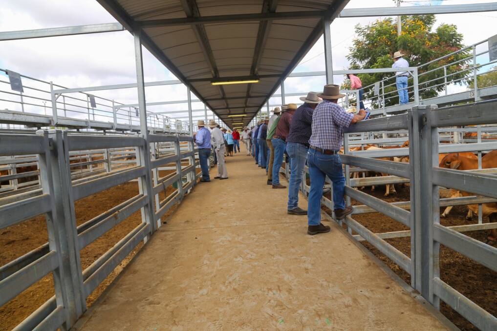 Cattle came from local areas along with several large consignments from Nebo, Collinsville, Bowen and Mackay at Gracemere on Friday.