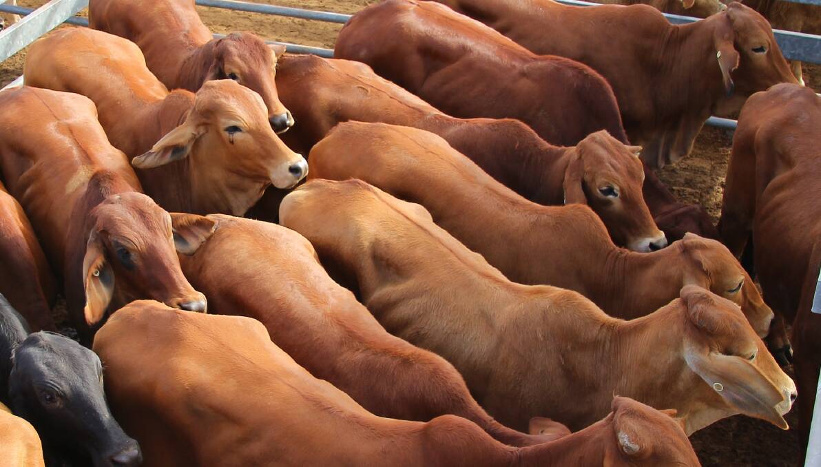 Quality cattle sold to a firm to slightly dearer market at Sarina's store sale.