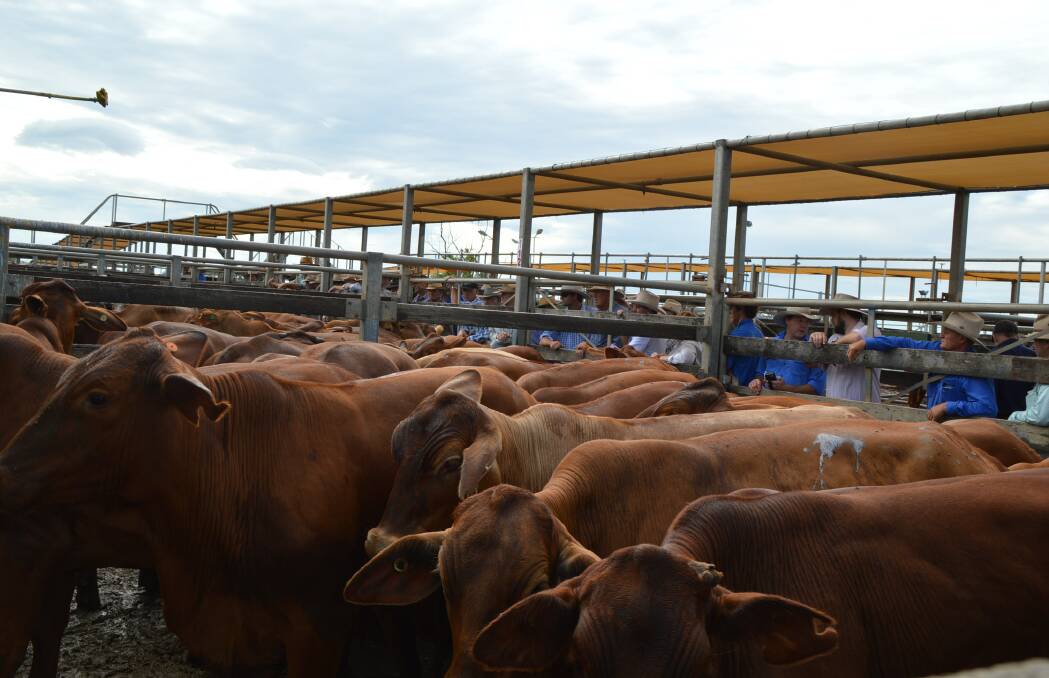 A total of 3766 head of cattle came to hand at Roma’s store sale on January 17. It was the first store sale for the New Year attracting a small but good quality yarding.