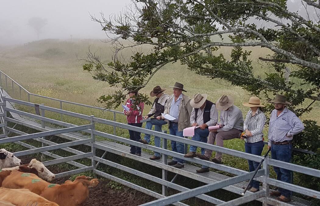 It was a foggy start for the saleyard gang booking in cattle at Monto’s fortnightly fat and store last week.