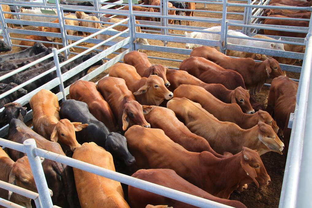 Lighter steers to 374c at CQ sale