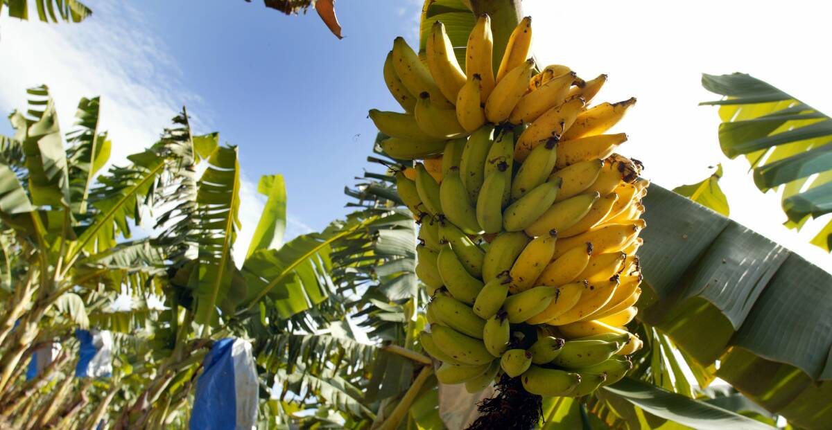 Damaged bananas and banana bunch stalks can be converted into a gaseous fuel by anaerobic digestion.