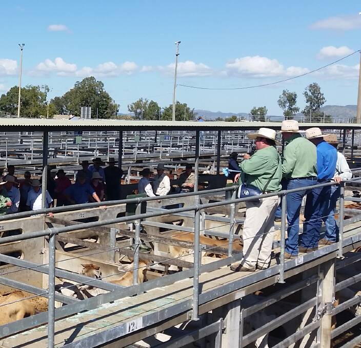 GOOD RECOVERY: A larger than average yarding came to hand at Gracemere on July 29 due to the rain that cancelled the previous week's sale.