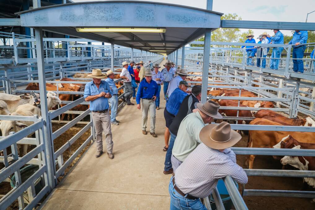Quality was mixed in but generally very good at Gracemere.  The cattle came from the local area along with lines from West of Clermont, Collinsville and Moranbah.