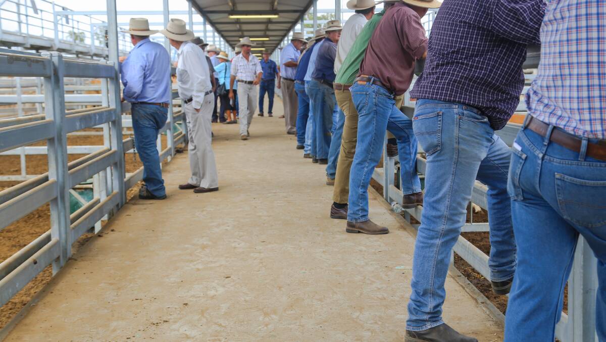 Competition was strong across the board at Friday's Gracemere sale with all regular buyers and re-stockers operating. Overall the market was firm to dearer on previous sales.