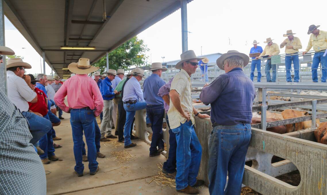 The Gracemere yarding comprised of 990 steers and bullocks, 625 heifers, 275 cows, 175 cows and calves and 35 bulls and mickies. 