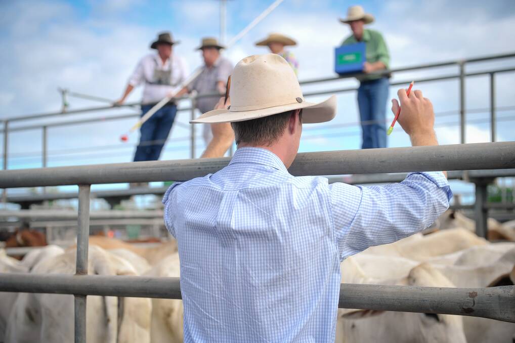 There were small lines of bullocks and a good line of fat cows at the March 21 Charters Towers combined agents prime and store sale.