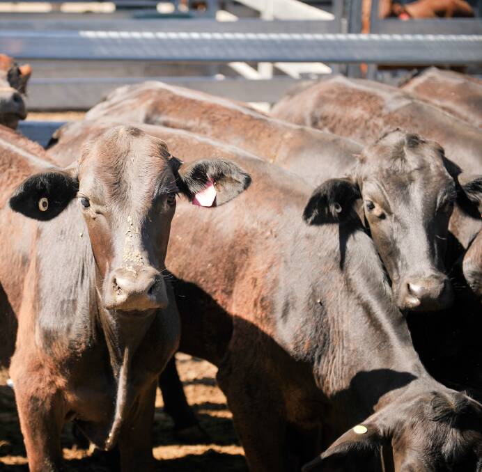 The market opened a shade cheaper to the close of 2017, cattle were drawn from most areas in Central Queensland and their condition reflected the wide variation in the prevailing seasonal conditions. 