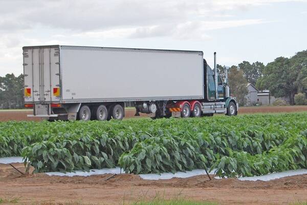 A Barbera Farms truck makes its way back to the Bundaberg depot despite the company being put into receivership.