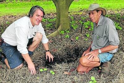 DEEDI senior extension horticulturist Matthew Weinert and ATAGA president Davis Adil inspect Shepard avocado roots ahead of the field day.