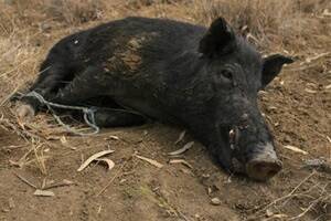Landholders urged: 'unite to tackle pigs'