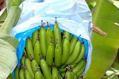 Overseas banana risks warn local industry