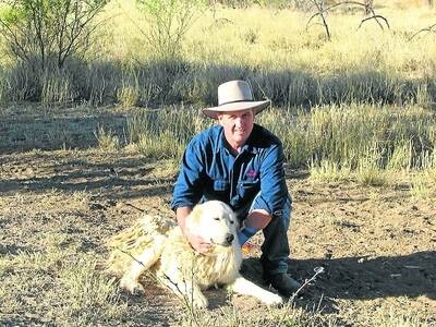 Ninnian Stewart-Moore uses Maremma guard dogs, which has drastically reduced sheep losses through wild dog attacks.