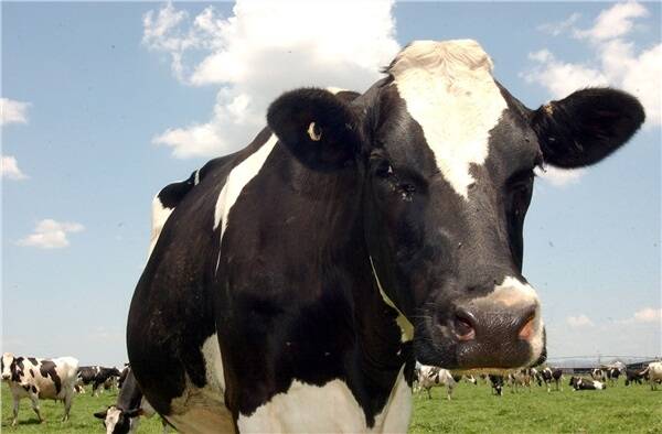 Dairy warns on cost of MDB plan