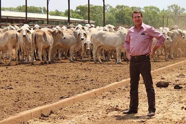 Northern Territory  Primary Industries Minister Willem Westra van Holthe with the 200 stud heifers from Bunda Station in quarantine at the Phoenix Park Cattle Transit Centre, Katherine.