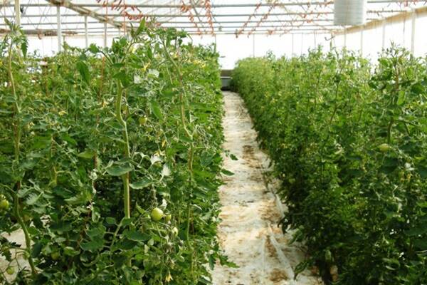 Hydroponic tomato trial in NSW. Tomatoes on right have been treated with MaxSil. 