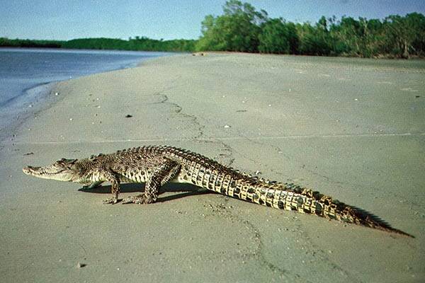 Crocodile plans revealed
