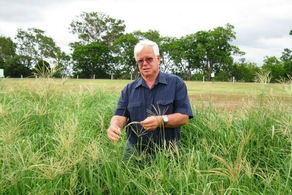 Australian Premium Seeds Rhodes grass breeder Dr Don Loch, pictured in a breeding block at Gatton in Queensland, says newer varieties of Rhodes grass are preferred by cattle because of their leafiness and fewer seed heads in the pasture compared with older varieties.