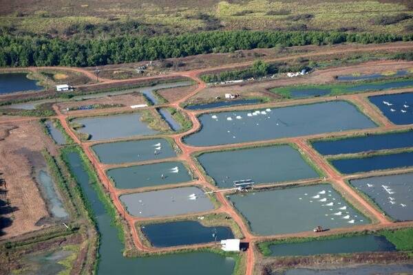 The Humpty Doo Barramundi Farm celebrates 20 years in business and has now completed the second stage of its major development program.