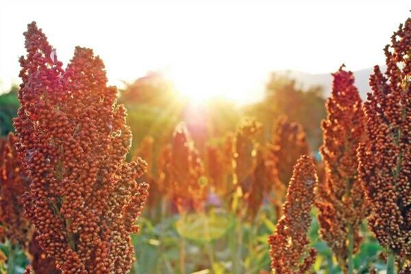 Sweet sorghum has a wide potential cropping area, including tropical and sub-tropical Queensland, the Northern Territory, Western Australia and in temperate regions of New South Wales, Victoria and Western Australia.