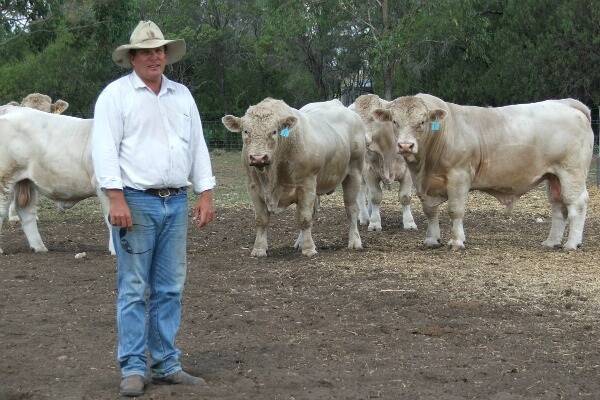 Andrew Postle, Branchview Charolais, Dalby with a selection of this high performance Charolais bulls bound for the Thomson River Bull Classic sale, Longreach on Friday, April 11.