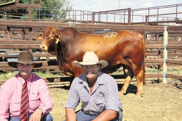 Elders Blackall selling agent, Ben Child, (representing buyer, Ben Avery, Allandale, Blackall) and Luke Carrington, Rondel Droughtmasters, Winton pictured with the2013 Longreach Bull Sale top priced sire, Rondel Passport which sold for $13,000.