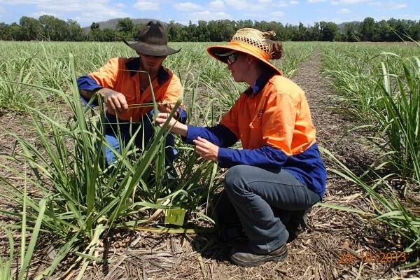 SRA research technicians monitoring YCS in young cane.