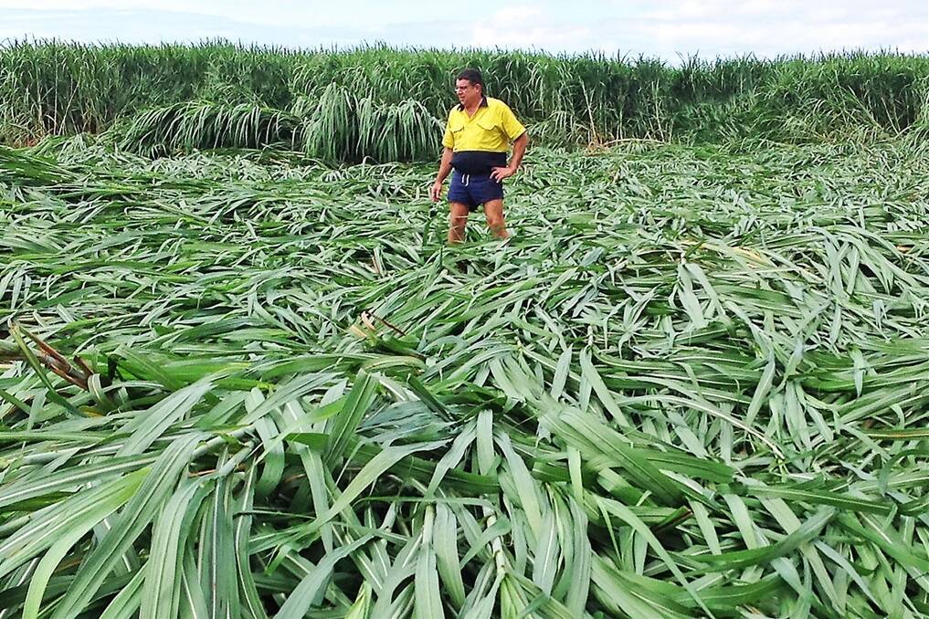 Canegrower Mackay chairman Kevin Borg regarding damage across Mackay and Plane Creek cane growing areas from Cyclone Ita. Photo: Canegrowers Mackay